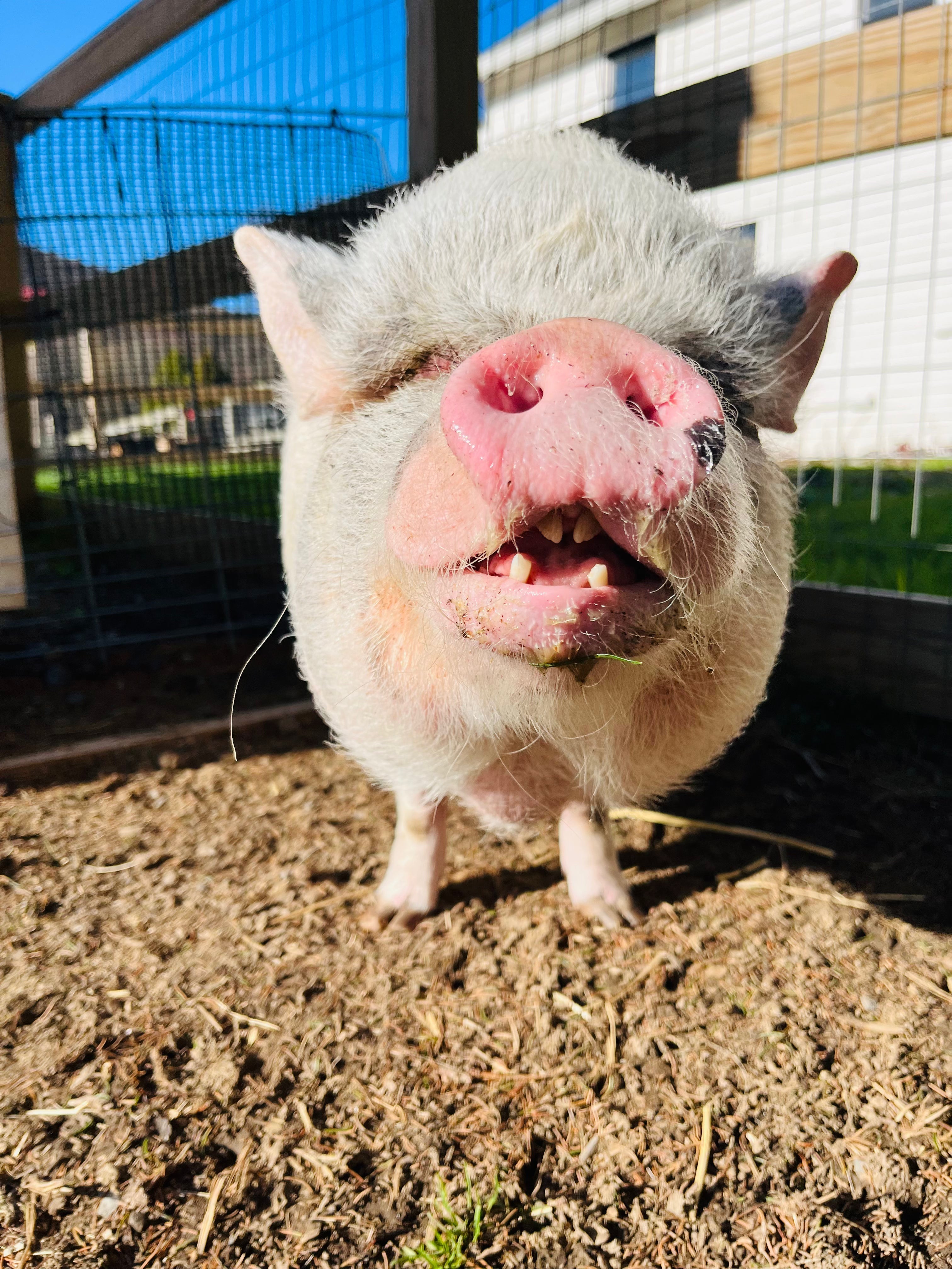 PETUNIA